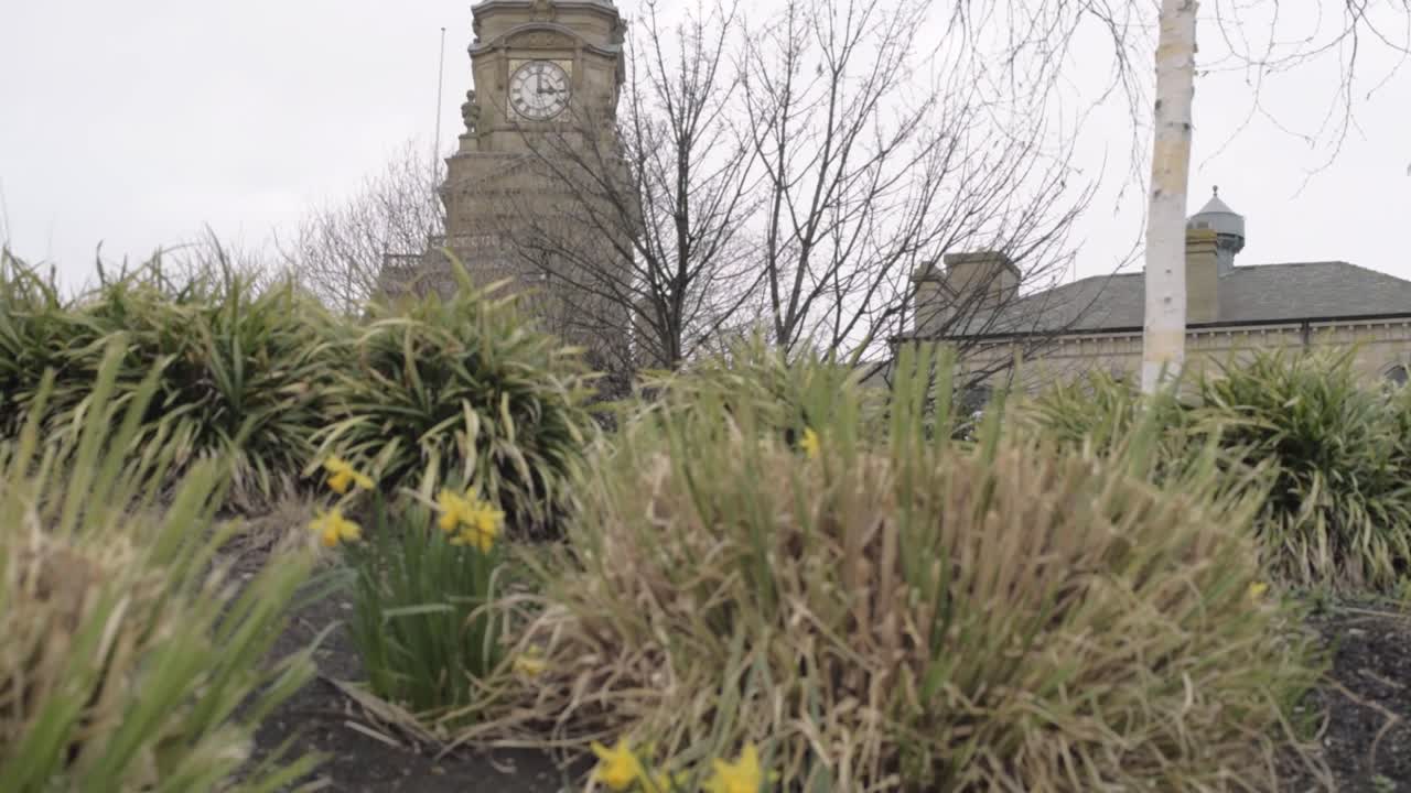 Town Hall clock in urban town centre through view of daffodils and plants