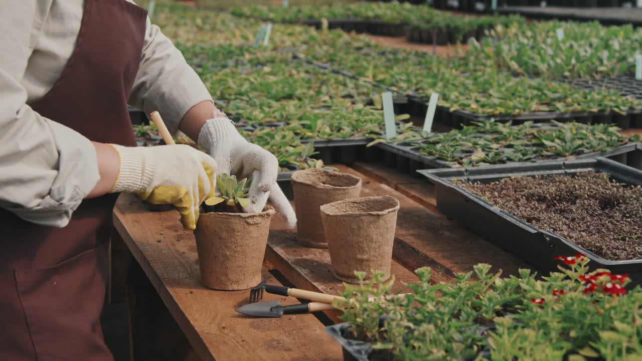 Gardener Planting Seedling in Pot