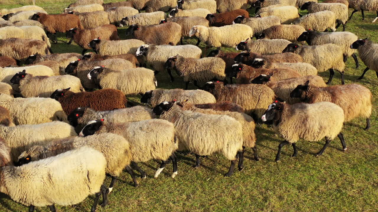 Cute happy sheeps walk on green meadow in sunny day. White and brown sheeps view from above.