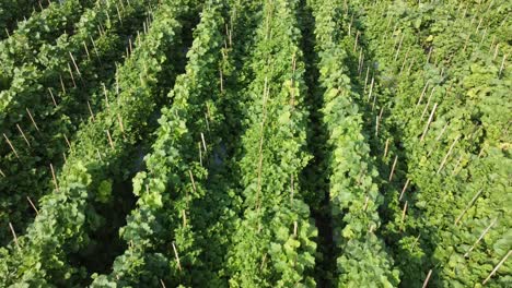 View-of-Cantaloupe-Melon-and-Watermelon-Growing-in-fields-at-Indonesia