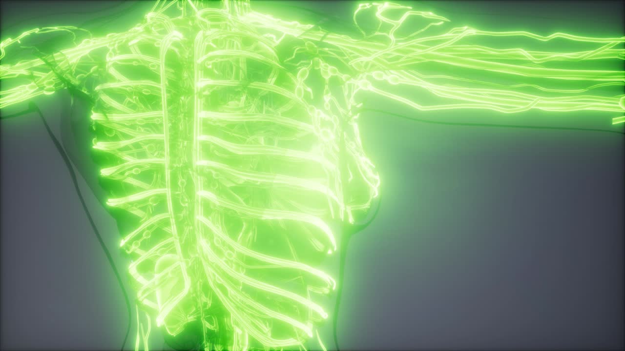 vasos sanguíneos del cuerpo humano