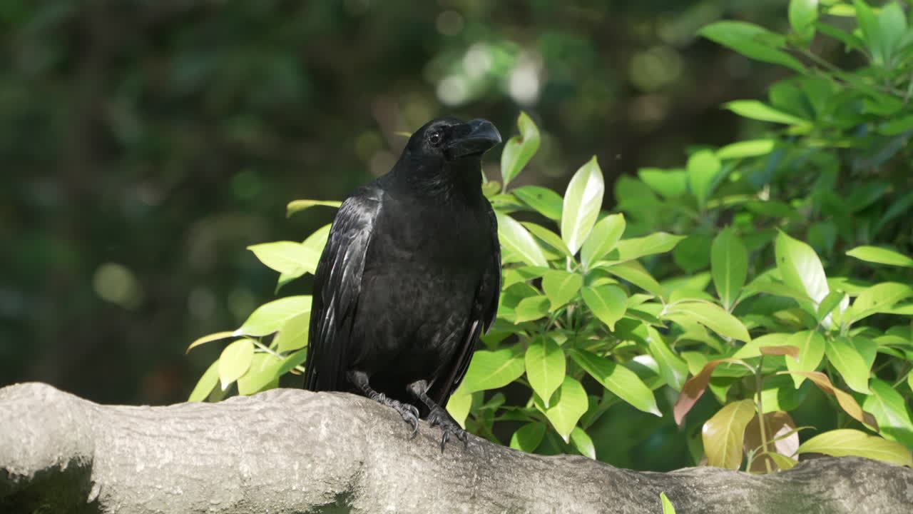 일본의 큰 부리 까마귀는 나뭇가지에 앉아 날아간다