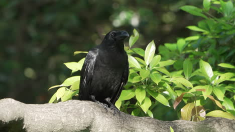 japanese large-billed crow sitting on a tree branch then fly away