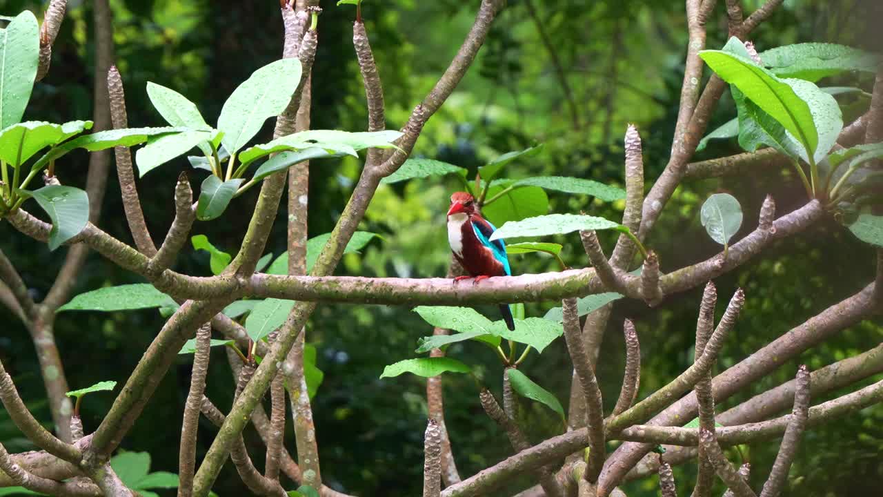 White-throated kingfisher, (Halcyon smyrnensis) perched on mangrove branch, surveying its surroundings, bobbing its head to gauge the location of their prey, close up shot of exotic bird in the wild.