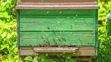 Close-up-shot-of-bees-flying-to-land-on-the-boards-of-green-bee-hive-box-surrounded-by-flower-field-in-timelapse