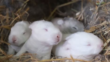 a group of newborn rabbits on a farm