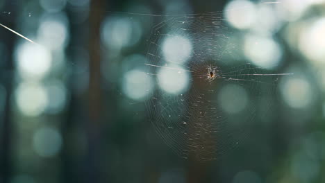 una pequeña tela de araña colgando en la selva verde de la primavera. una criatura linda.