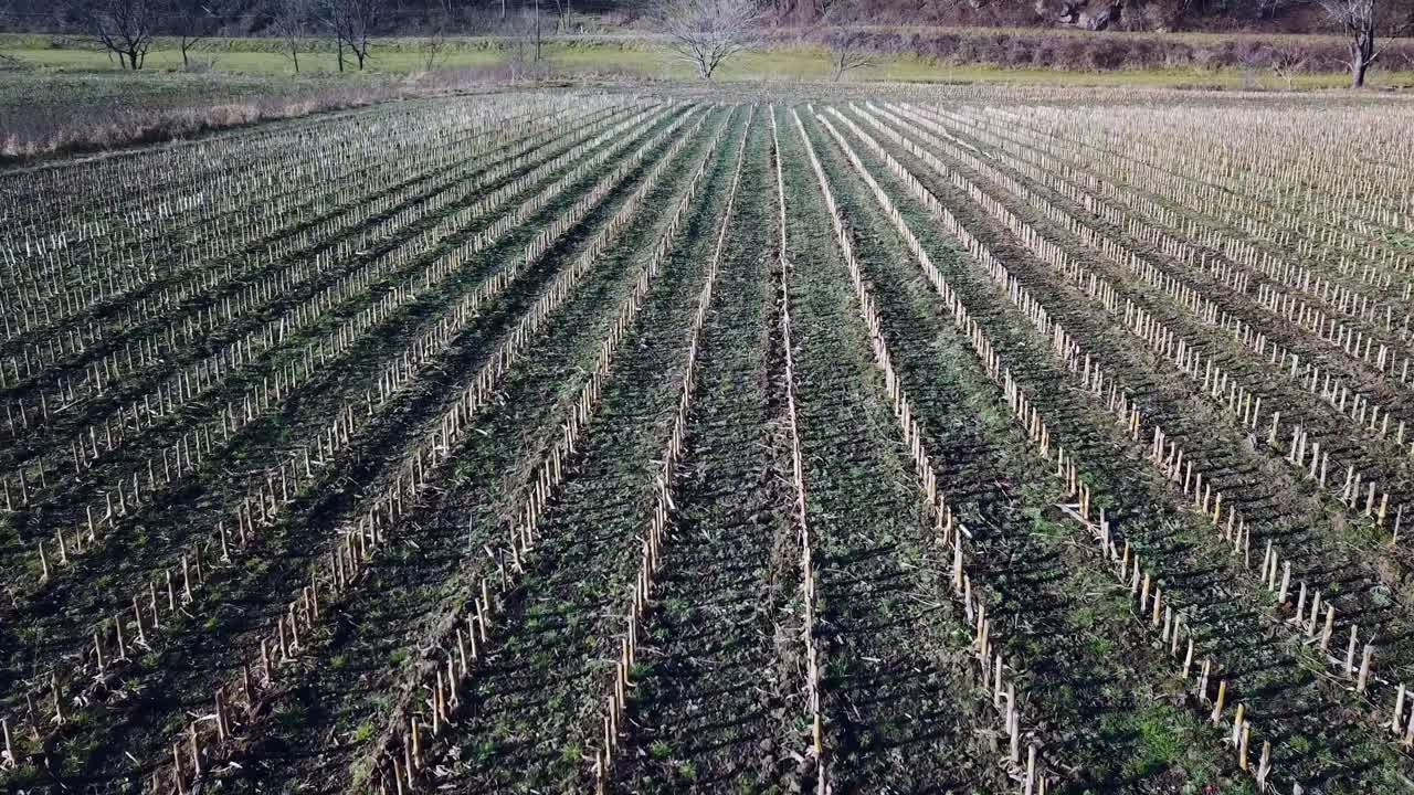 maíz cortado en el campo, cultivos cosechados, vida agrícola, hileras de cultivo de maíz cortado