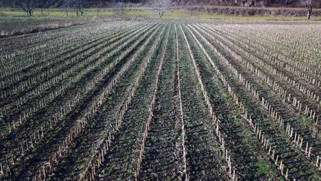 cut corn in field, crops harvested, farm life, rows of cut corn crop