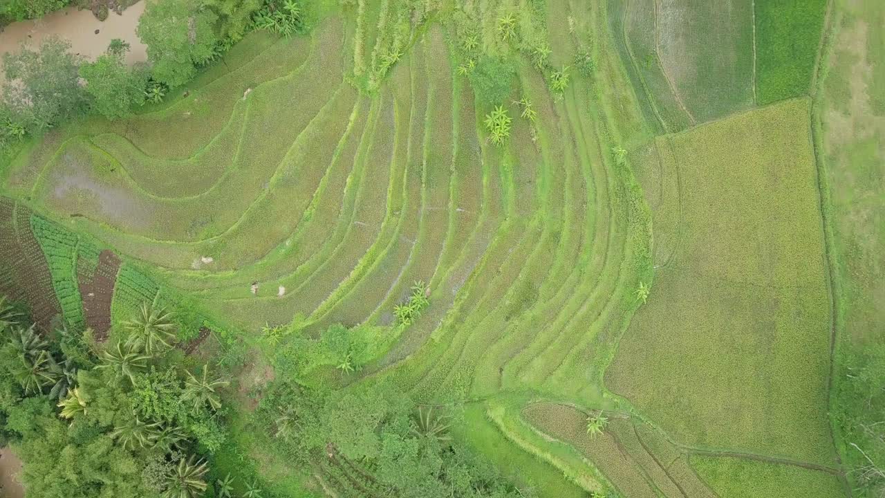 tiro de ojo de pájaro con drones de río con campo de arroz en terrazas - paisaje tropical de río y plantación
