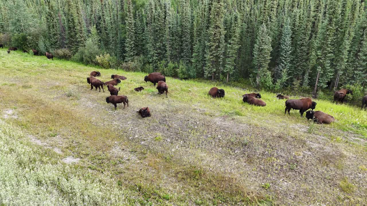 A diverse collection of bison are spread out across a verdant, undulating grassy area in Canada. The background is dominated by a dense, dark green forest of coniferous trees