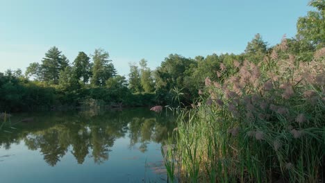 Luftaufnahmen-Von-Drohnen-Zeigen-60p-Im-Teich