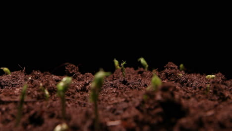 Lapso-De-Tiempo---Guisantes-Brotando-En-El-Suelo,-Estudio,-Fondo-Negro,-Primer-Plano-Alejar