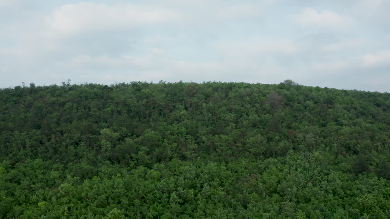 paisaje de bosque verde y exuberante