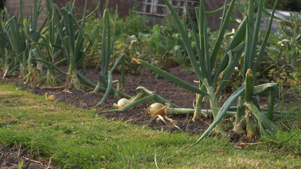 Ripe onions growing in vegetable garden wide panning shot