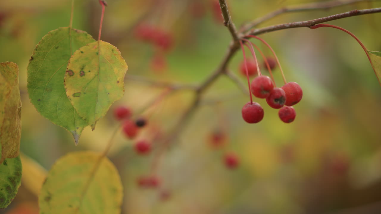 Bacche rosse in primo piano su un ramo, luce autunnale soffusa, foglie ingiallite, profondità di campo ridotta, superfici bagnate di rugiada, atmosfera da studio botanico sul campo, tranquilla atmosfera di raccolta, composizione macro.