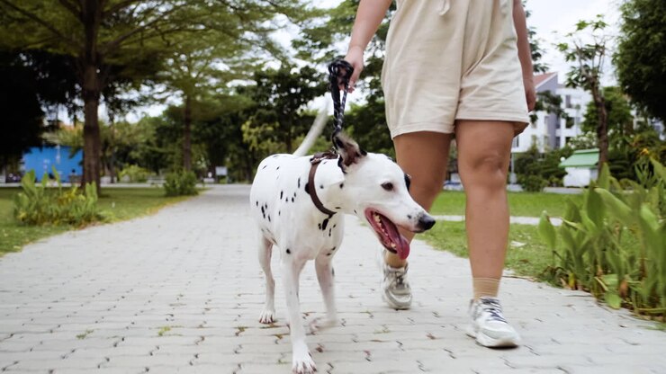 Woman walking the dog