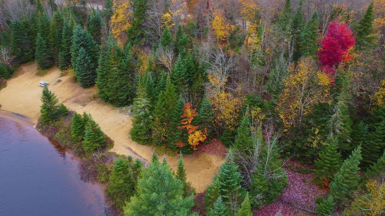 spectacular purple leaves changing in the fall on a lakeside picnic beach near Mont Tremblant, Québec, Canada in the fall