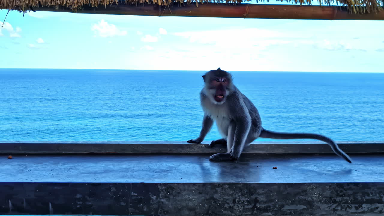 Monkey overlooking ocean at Nyang Nyang Beach, peaceful and scenic view