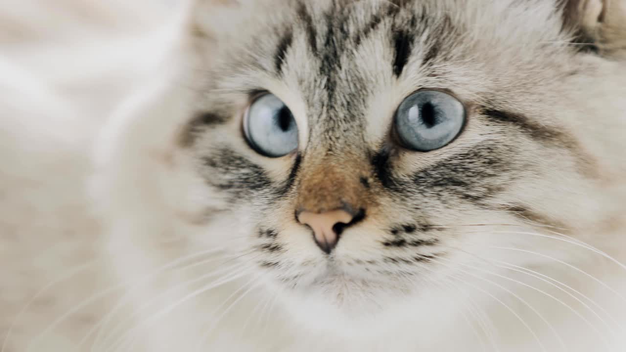 rostro en primer plano de un gato blanco con ojos azules