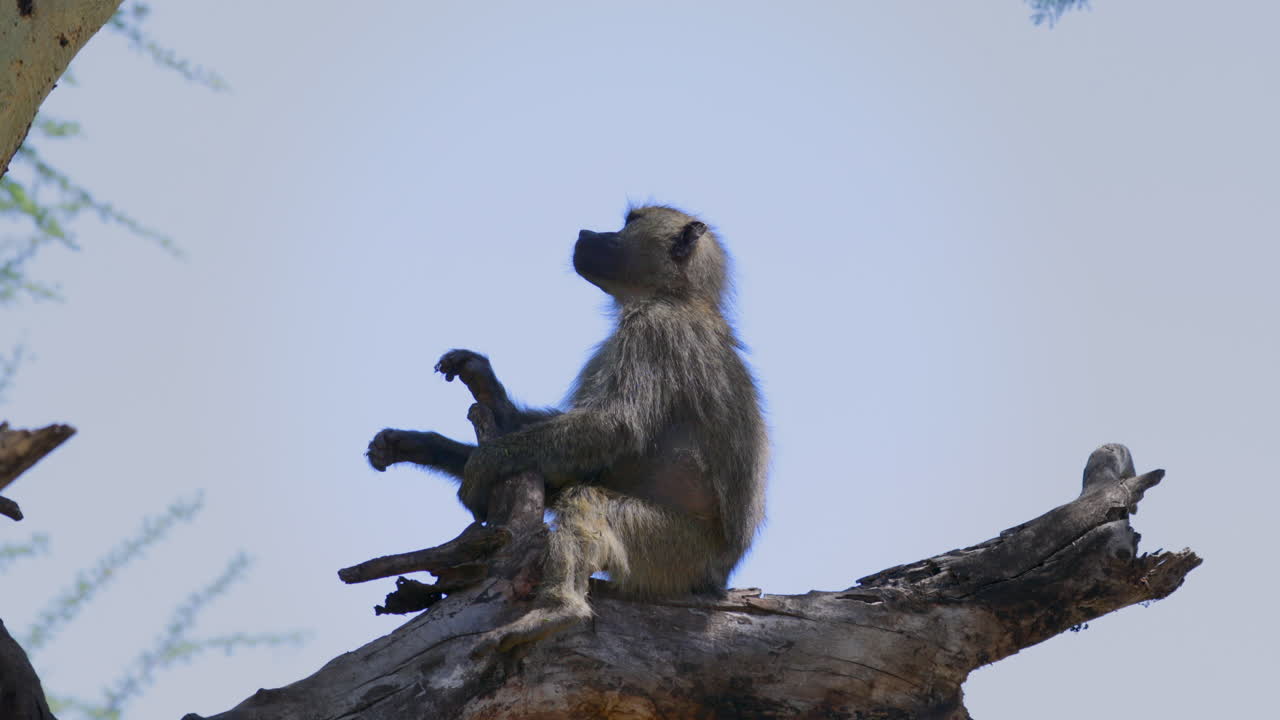 babuino en rama muerta contra el cielo azul