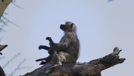 baboon on dead branch against blue sky