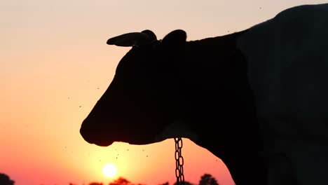 silhouette of a cow at sunset. the sacred animal of india is the cow
