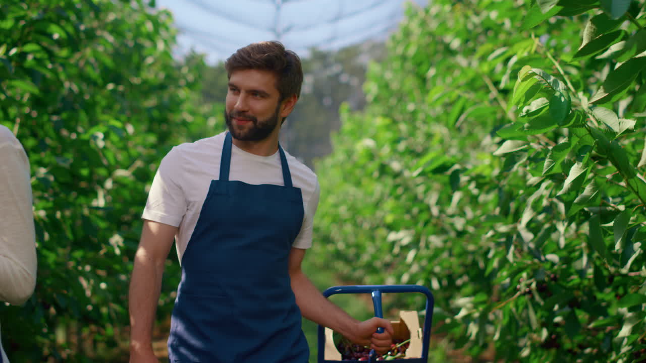 equipo de empleados agrícolas que trabajan en la plantación recogiendo frutas inspeccionando