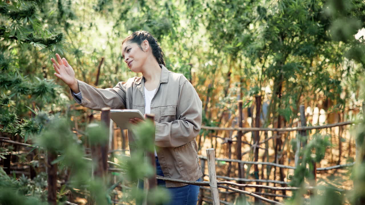 Woman inspecting cannabis crop in a field