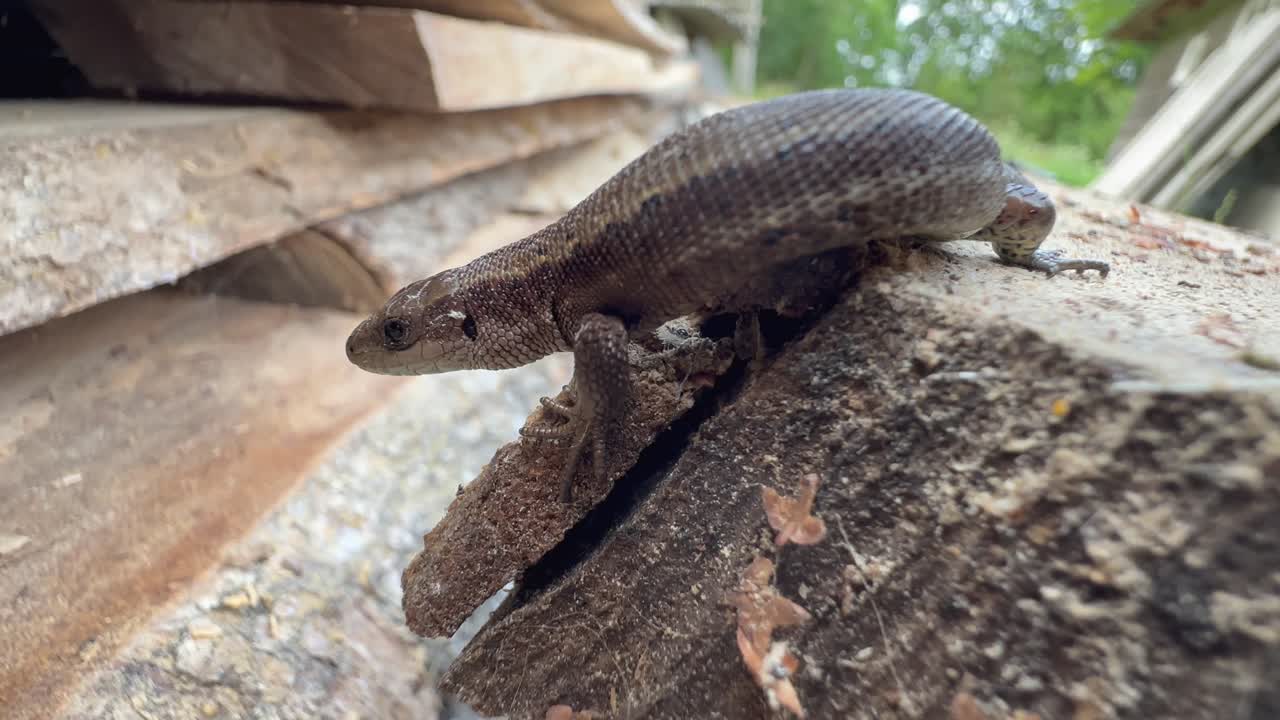 Close-up portrait of a motionless common lizard (Zootoca vivipara) on a stack of planks. Estonia