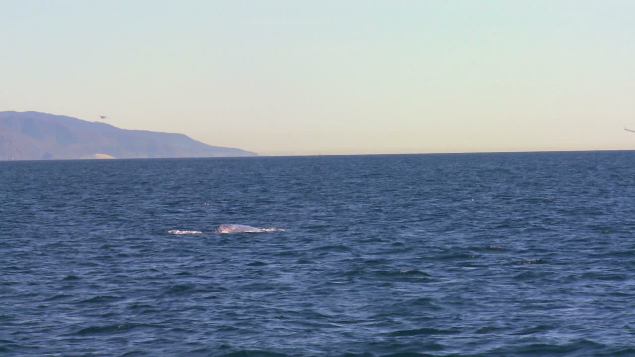 산타바바라 캘리포니아 1의 해안에서 꼬리로 다이빙하고 물보라를 일으키는 고래