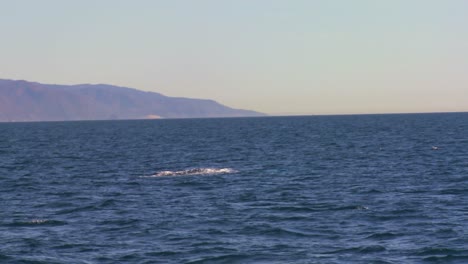 Una-Ballena-Se-Zambulle-Y-Salpica-Con-Su-Cola-Frente-A-La-Costa-De-Santa-Bárbara,-California-1