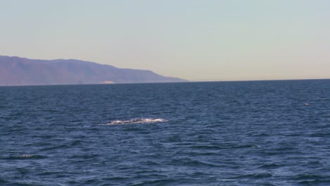 a whale dives and splashes with its tail off the coast of santa barbara california 1