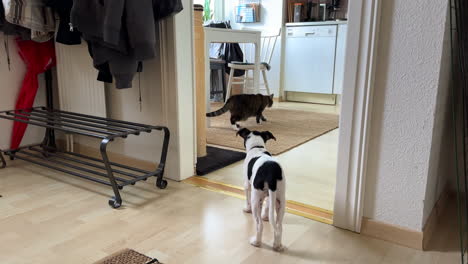 Cachorro-Se-Encuentra-Con-Gato-En-La-Cocina