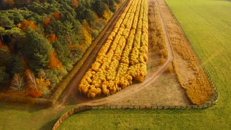 vista aérea movimiento hacia atrás tiro de más de trigo dorado maduro, entre bosques y praderas, a punto de ser cosechado en thetford norfolk, reino unido