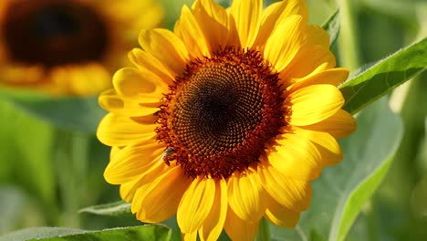 el girasol polinizador en un parque vibrante de abejas