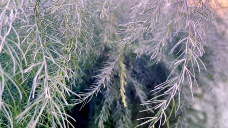 close up of green and grey needle leaves plant on a windy day