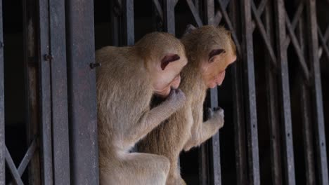 long-tailed macaque, macaca fascicularis, lop buri, thailand