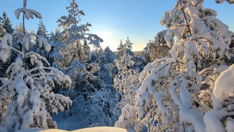 snowy winter wonderland in backlight, rising shot, finland