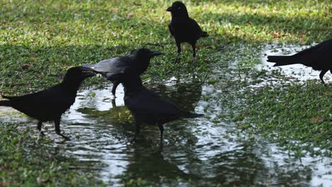 crows interacting near reflective water puddle