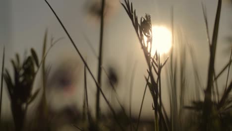 relaxing grass macro at sunset in summer breeze