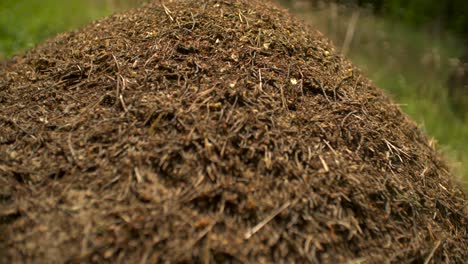 ant colony dolly shot slow motion