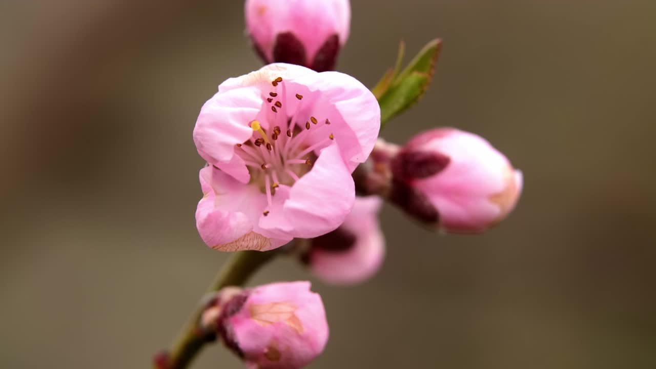 flor de cerezo, flor de sakura, cerezo floreciente en plena floración sobre fondo de cielo azul, hermosas flores de primavera, flores rosas frescas, belleza de pétalos de flores frescas