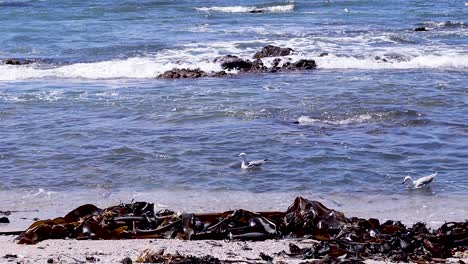 Seagull-swimming-in-the-waves-shot-at-4k-30fps