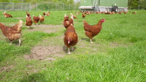 pollos en libertad vagando por el césped: avicultura sostenible en cámara lenta