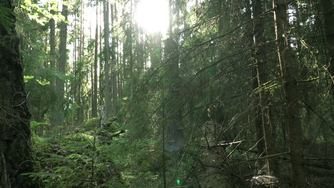 古代的混合森林