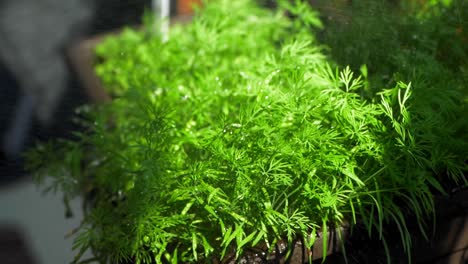 watering of a dill herb