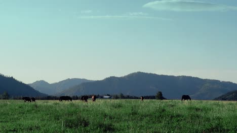 cattle grazing in field