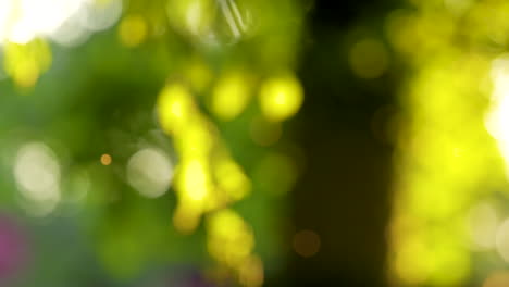 blurry nature lights: green and yellow bokeh delight