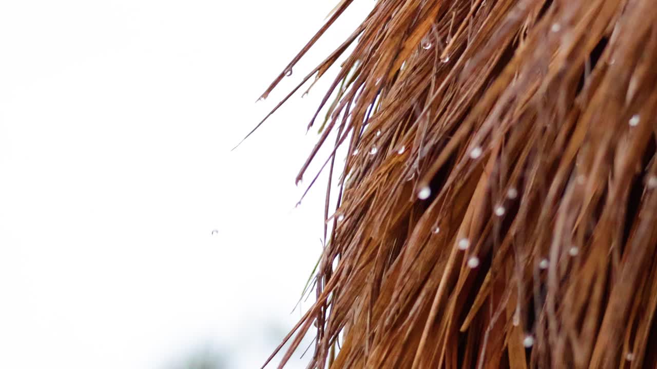 멜버른 의 건조 한 풀 을 부드럽게 이는 비방울